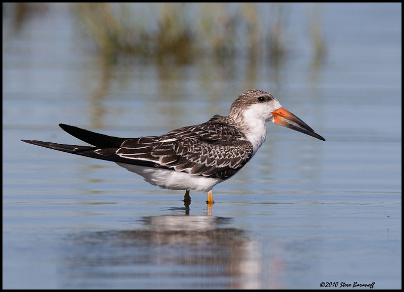 _0SB7322 black skimmer (juvenile).jpg